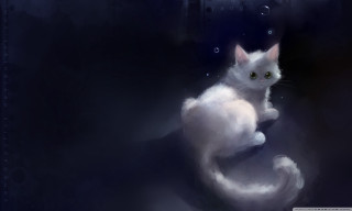 White cat black background water - bubble of water free wallpaper