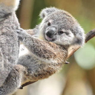 Koala bear smiling tree branch - free animals wallpaper for tablet