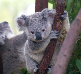 Koala climbing tree branch head - free animals wallpaper for tablet