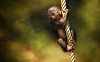 Monkey hanging rope blurry background - a rope free wallpaper