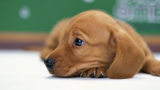 Brown puppy laying floor head - its head on free wallpaper