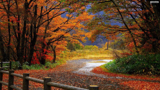 Autumn foliage road fence bench - a bench free wallpaper