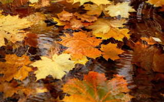 Leaves ground water falling autumn - leaf free wallpaper