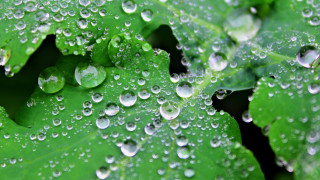 Green leaf water droplets macro 12 - a green leaf free wallpaper