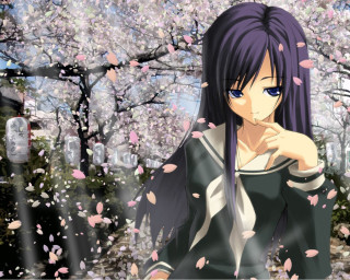 Purple hair woman cherry blossoms - long purple hair free wallpaper for desktop