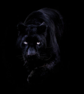 Black panther blue eyes walking - animal photography free wallpaper for tablet