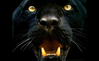 Black panther mouth open yellow - a black panther free wallpaper for desktop