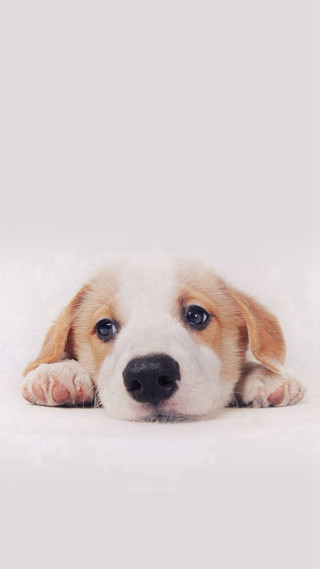 Puppy laying sad head down - free dogs wallpaper for mobile