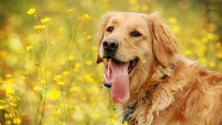Dog standing field flowers tongue - a field of flowers free wallpaper