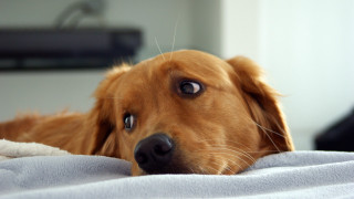 Dog blanket sad looking camera - dof free wallpaper for desktop
