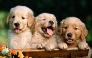 Three puppies wooden bench open - a wooden bench free wallpaper