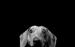 Sad dog looking up black - grey background free wallpaper