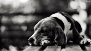 Dog laying bench head ground - a wooden bench free wallpaper