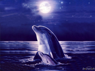 Dolphin jumping water night full - an oil painting free wallpaper