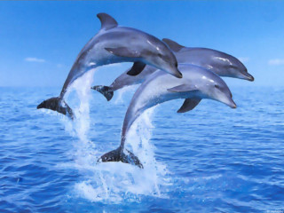 Dolphins jumping ocean blue sky 9 - vaporwave free wallpaper
