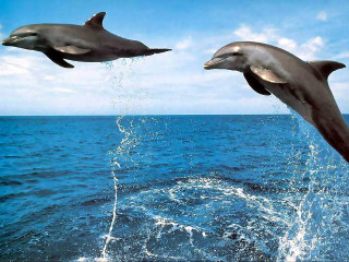 Dolphins jumping ocean water tails - two dolphin free wallpaper for desktop