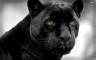 Black panther green eyes blurry - a black panther free wallpaper for desktop