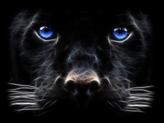 Black cat blue eyes night - a white outline free wallpaper