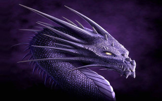 Purple dragon yellow eyes sharp - its head free wallpaper