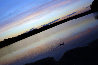 Lone bird lake sunset colorful - a colorful sky in the background free wallpaper