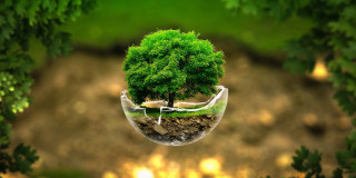 Tree bubble man face green - a mans face free wallpaper