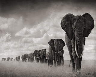 Elephants drygrass cloudy sky blackwhite - a dry grass free wallpaper