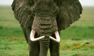 Elephant tusks field grass sky - a field of grass and grass free wallpaper