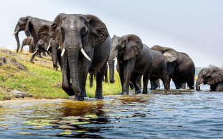 Elephants herd hillside water grass - a herd of elephants free wallpaper
