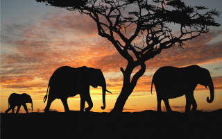Elephants sunset field tree clouds - a group of elephants free wallpaper