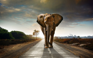 Elephant walking road sky background 2 - an elephant free wallpaper