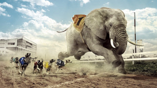 People running elephant dirt field - hyper real free wallpaper