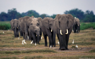Elephants herd grass field birds - a grass free wallpaper
