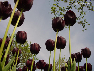 Purple flowers grass blue sky - low angle free wallpaper
