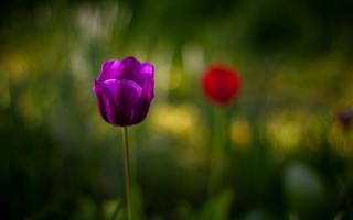 Purple flower red blurry background - claire dalby free wallpaper for desktop