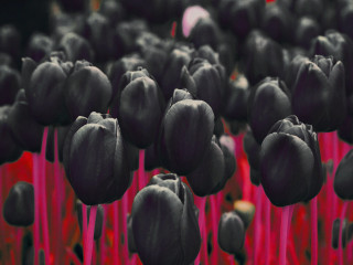 Black flowers red stems background - dark color free wallpaper