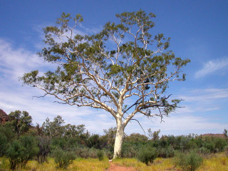 Tree field sky dirt path - an illustration of free wallpaper