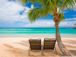 Beach chairs palm tree ocean 5 - two chair free wallpaper