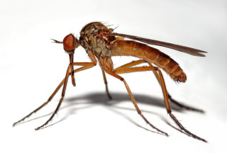 Mosquito closeup white background shadow - female free wallpaper