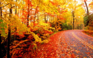 Fall road trees leaves colorful - color free wallpaper
