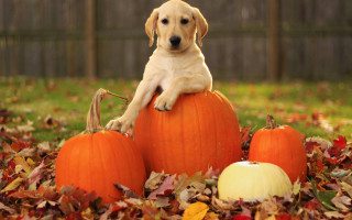 Puppy pumpkin leaves yard fence - a puppy free wallpaper for desktop