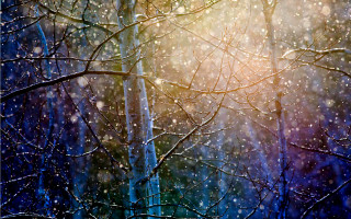 Forest snow sunshine trees branches - a picture of a forest free wallpaper