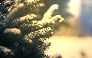 Pine tree snow branches blurry - free bird wallpaper