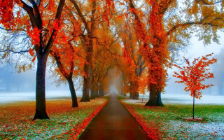 Pathway park trees leaves fog - magic realism free wallpaper