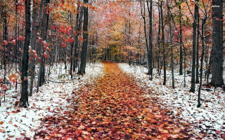 Wooded path leaves red yellow - a path free wallpaper