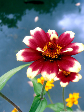 Red yellow flower blue sky - cloisonnism free wallpaper for mobile