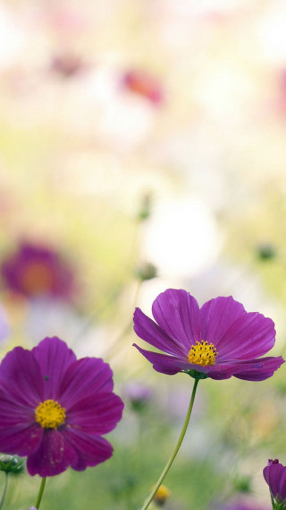Purple flowers blurry background grass - free flowers wallpaper for mobile