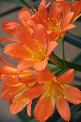Orange flower macro blurry background 2 - free flowers wallpaper for mobile