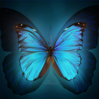 Blue butterfly black background blue - a blue background free wallpaper for tablet