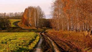 Dirt road autumn field trees - a dirt road in a field free wallpaper