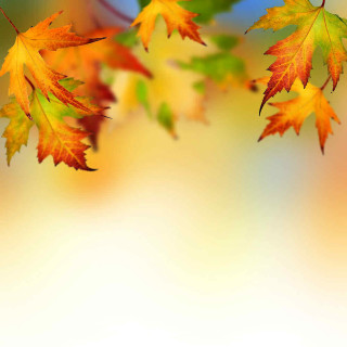 Tree branch leaves blurry background - free autumn wallpaper for tablet